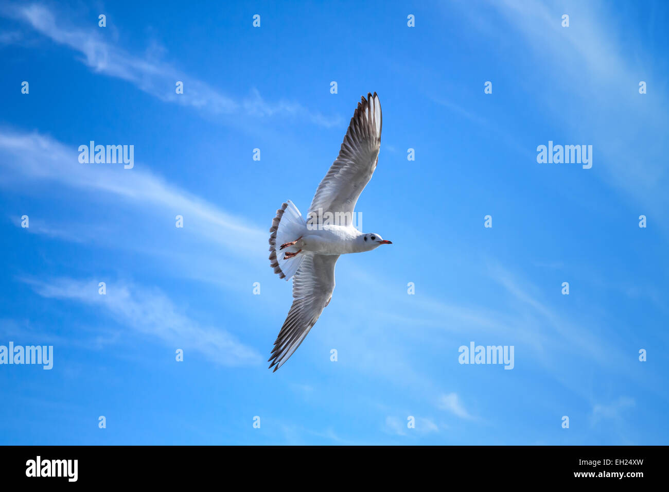 Weiße Möwe auf blauem Himmelshintergrund mit windigen Wolken fliegen Stockfoto