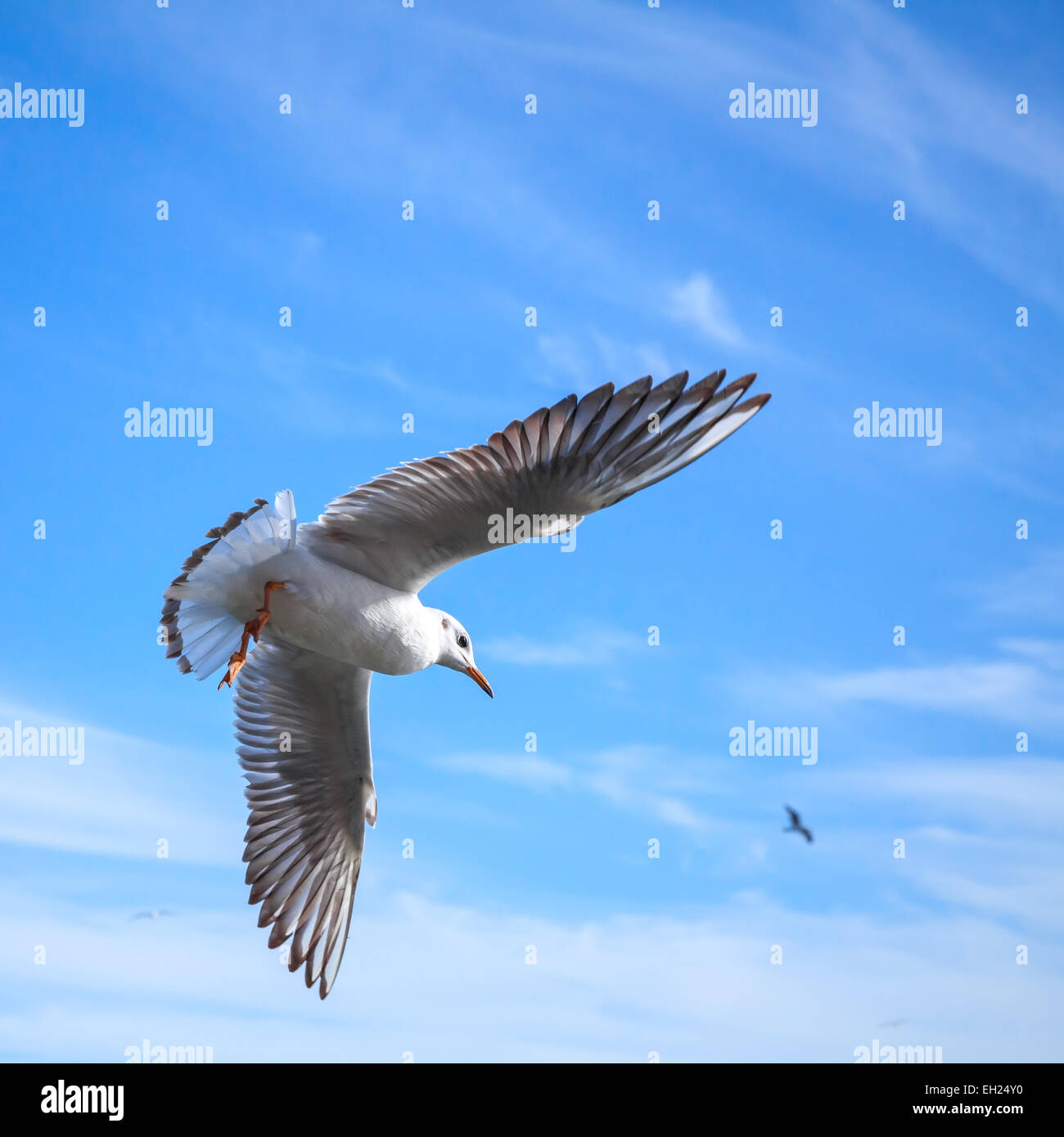 Weiße Möwe fliegen auf blau bewölktem Himmelshintergrund Stockfoto