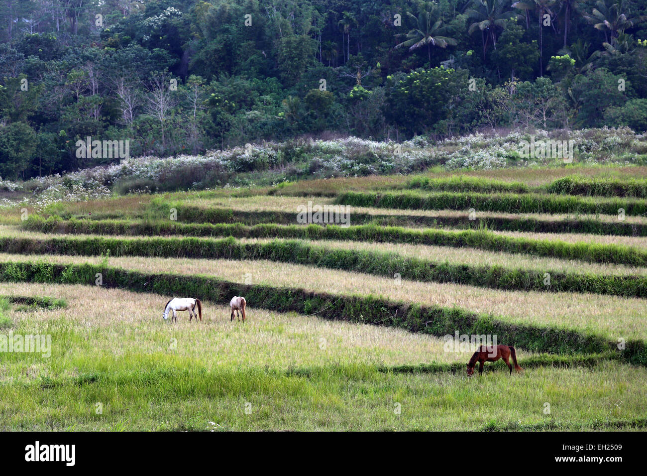 Pferde in einem trockenen unkultivierten Reisfeld auf der Insel Sumba, Indonesien, Asien Stockfoto