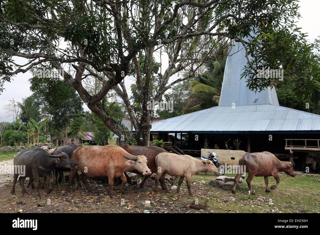 Büffel auf der Insel Sumba, Indonesien, Asien Stockfoto