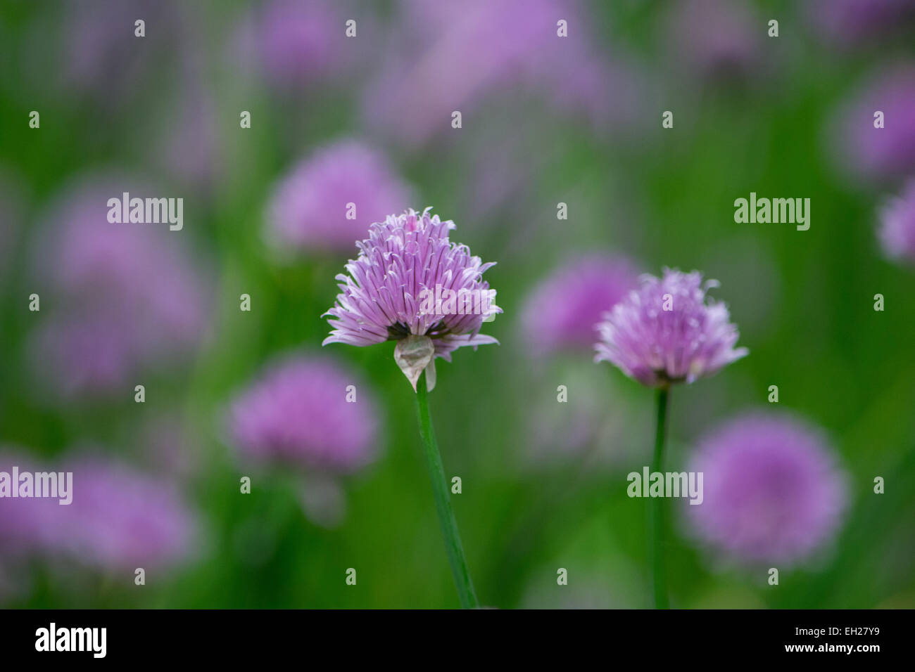 Makro-Bild einer lila farbigen Blume umgeben von grünen Rasen Stockfoto