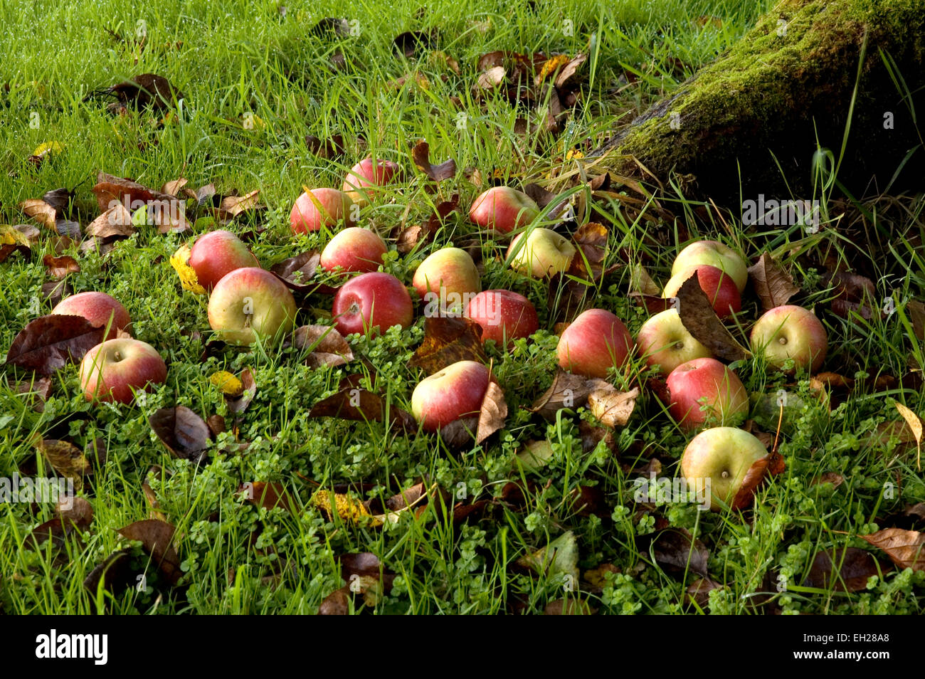 Windfall-Äpfel Stockfoto