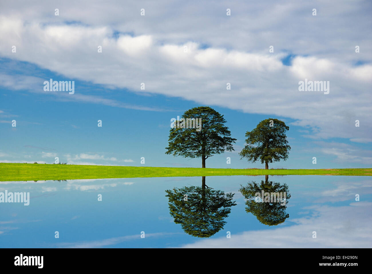 Zwei Bäume auf der grünen Wiese Digital in einer Lache des Wassers gespiegelt Stockfoto