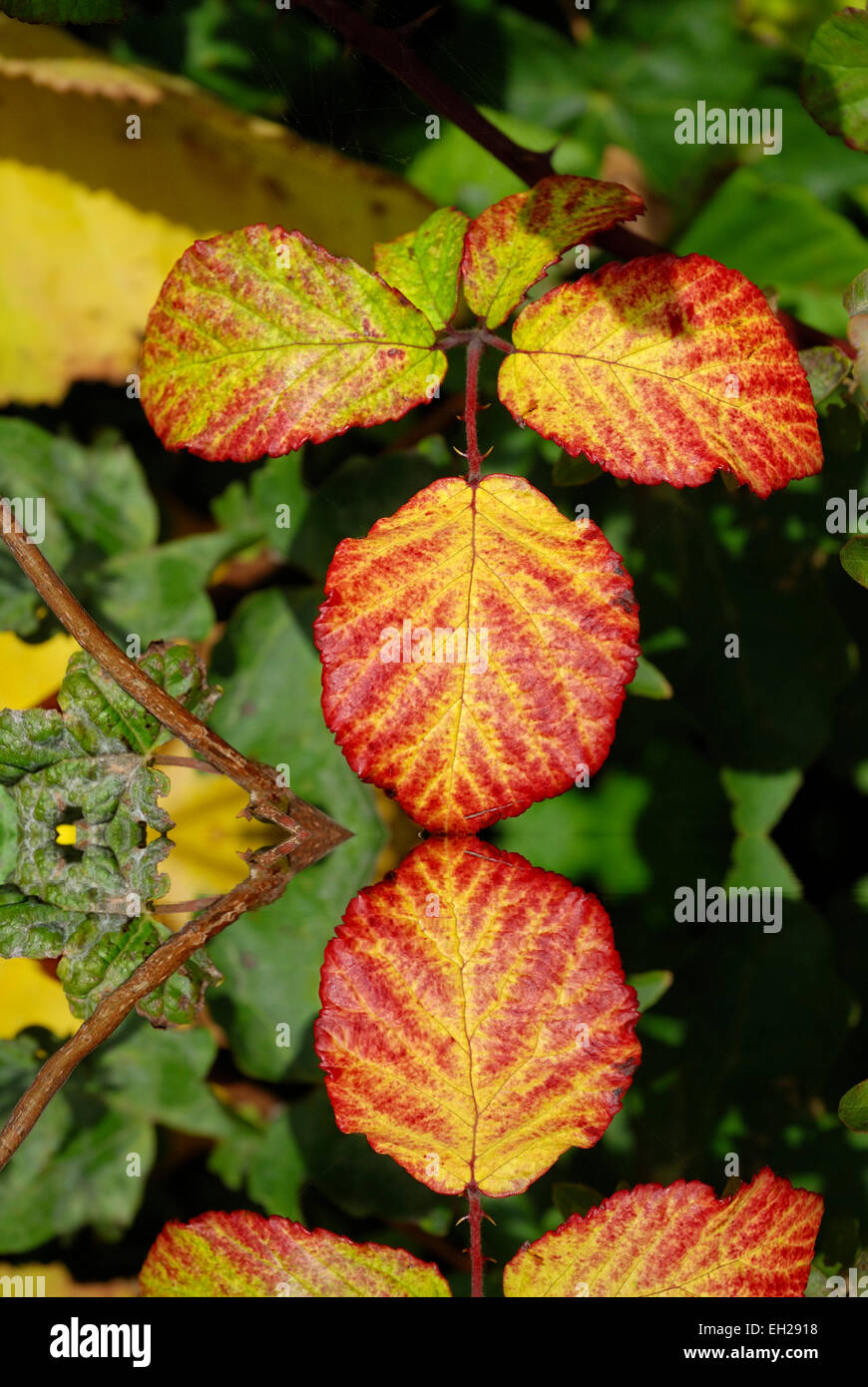 Blätter im Herbst in ein Digital erstellten Wasserbecken gespiegelten Stockfoto