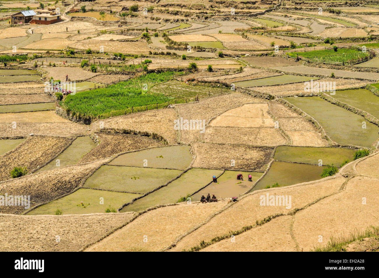 Malerische Aussicht der traditionellen Landwirtschaft in Nepal Stockfoto