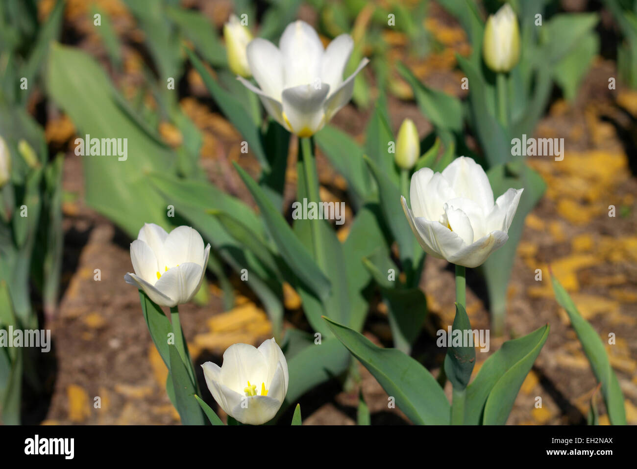 Weiße Tulpen im Frühling Stockfoto