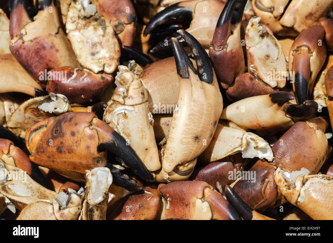 Viele Krabben Krallen Ready zu kochen und Essen ein delicisus Stockfoto