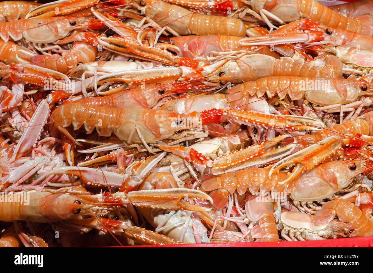 viele Krebse aus Westküste Schweden ein Delicisus Essen bereit Stockfoto
