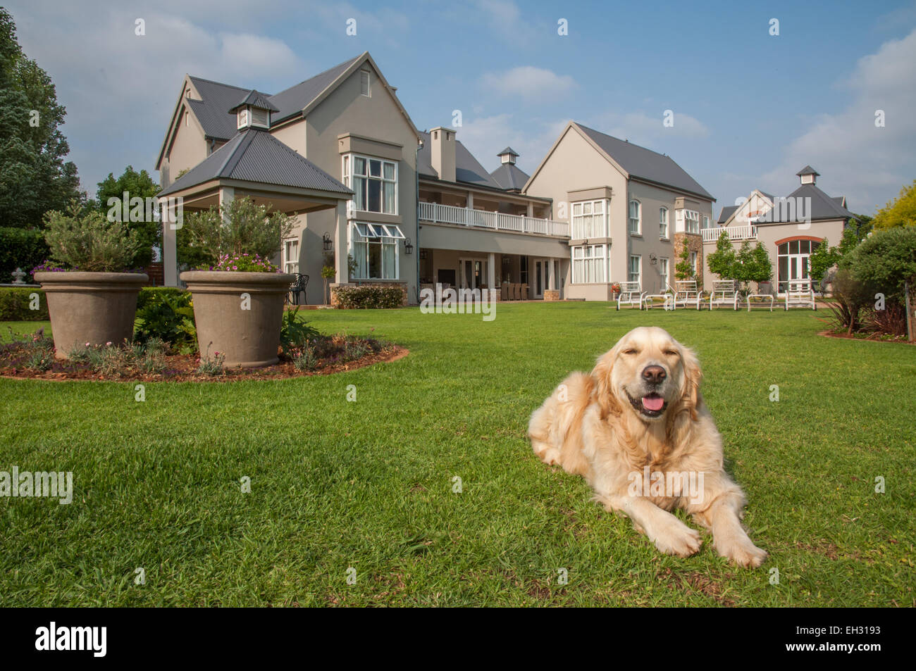 Golden Retriever zu Hause, in der schönen großen Garten des großen Herrenhauses wohnt sie entspannt liegen. Stockfoto