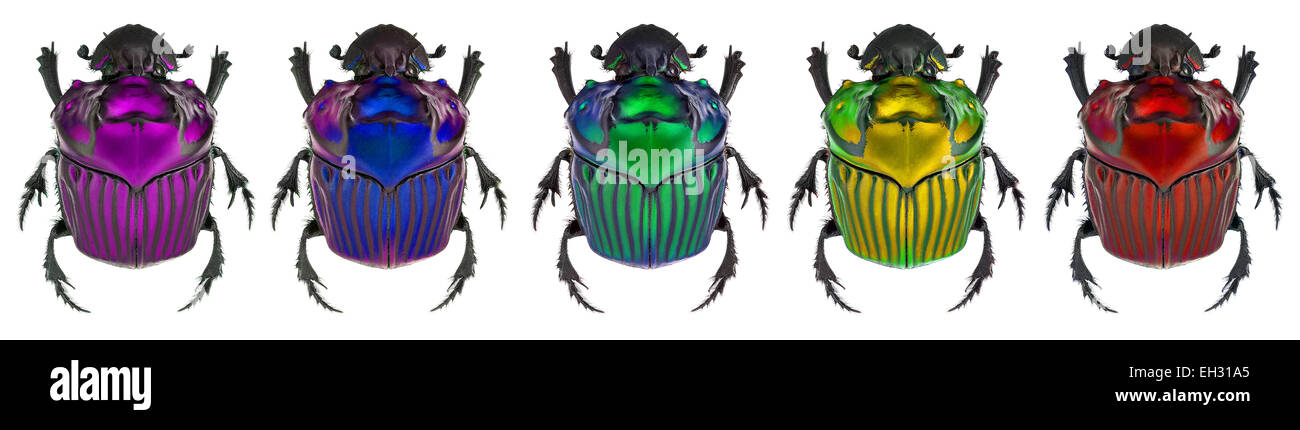 Fantasy Farben auf Oxysternon Conspicillatum. Echtfarbe in der mittleren Probe Stockfoto