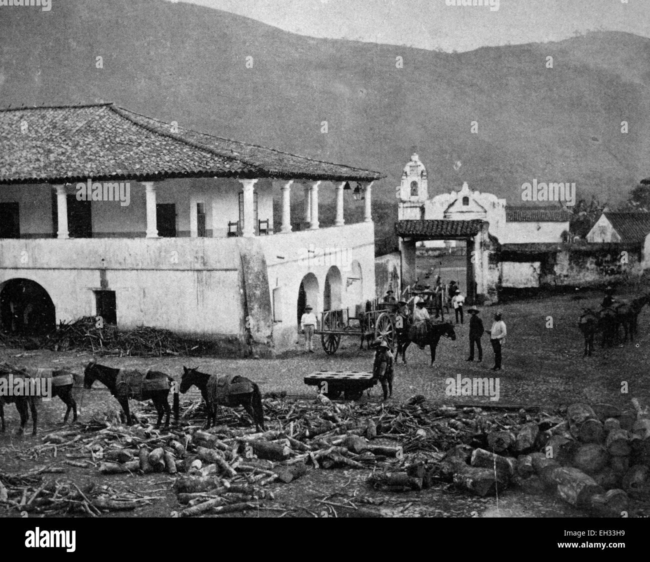 Frühe Autotype abgeholzt Blauholz Bäume in Campeche, Mexiko, Geschichtsbild, 1884 Stockfoto