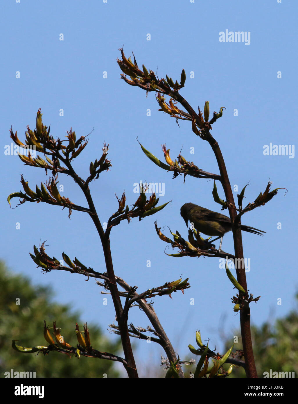 Fütterung auf Neuseeland Flachs Blume Kapiti Island Neuseeland Bellbird Stockfoto