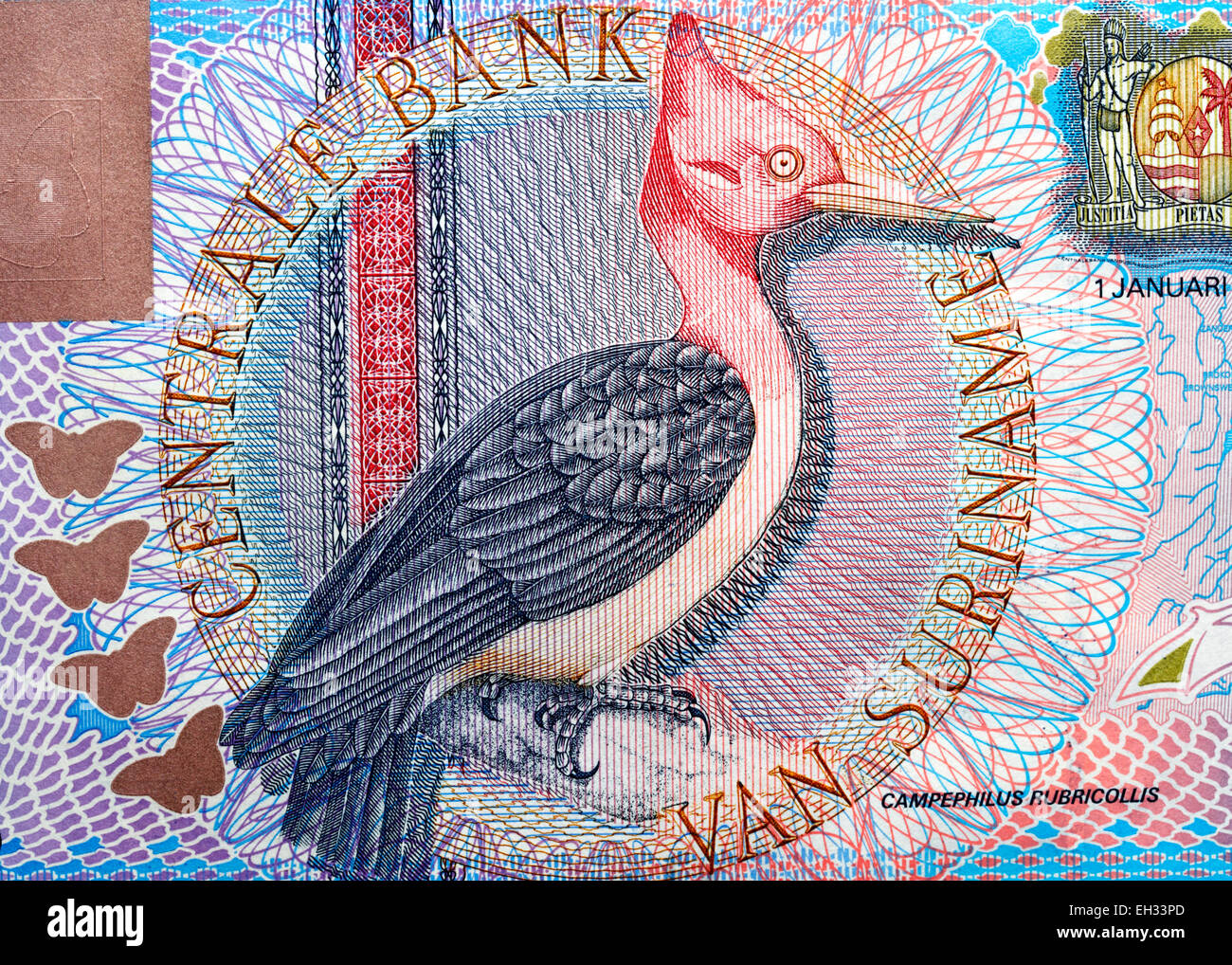 Red-necked Specht (Campephilus Rubricollis) von 5 Gulden Banknote, Suriname, 2000 Stockfoto