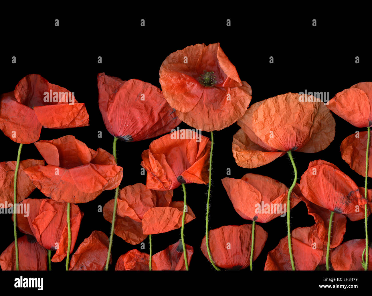 California rote Mohnblumen auf schwarzem Hintergrund isoliert Stockfoto