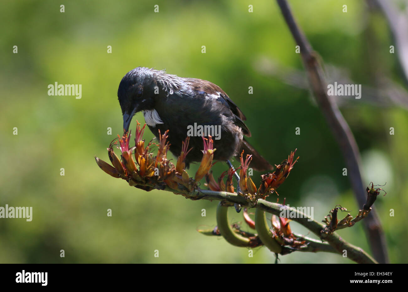 TUI Vogel Fütterung auf Neuseeland Flachs Blume Kapiti Island Neuseeland Stockfoto