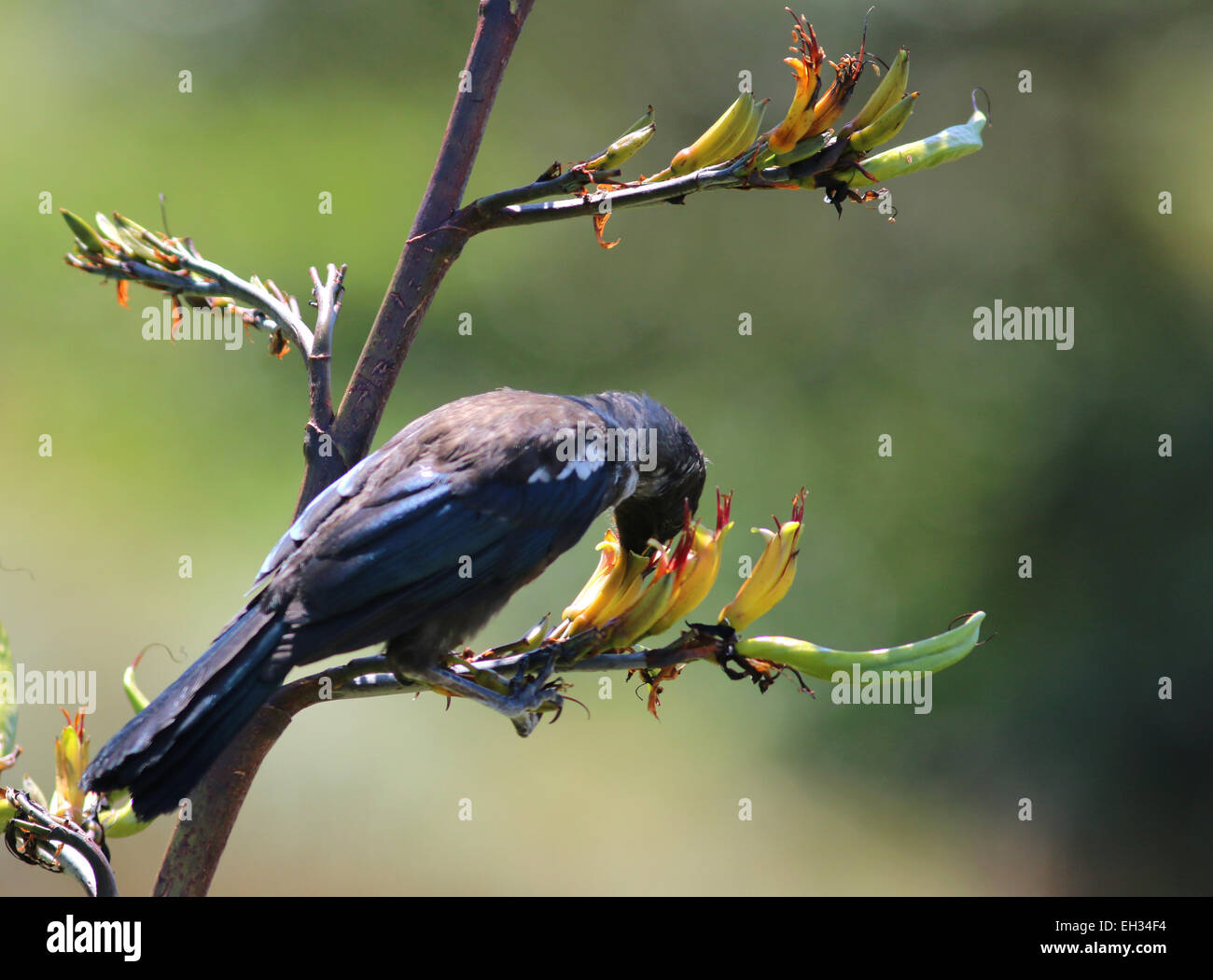 TUI Vogel Fütterung auf Neuseeland Flachs Blume Kapiti Island Neuseeland Stockfoto