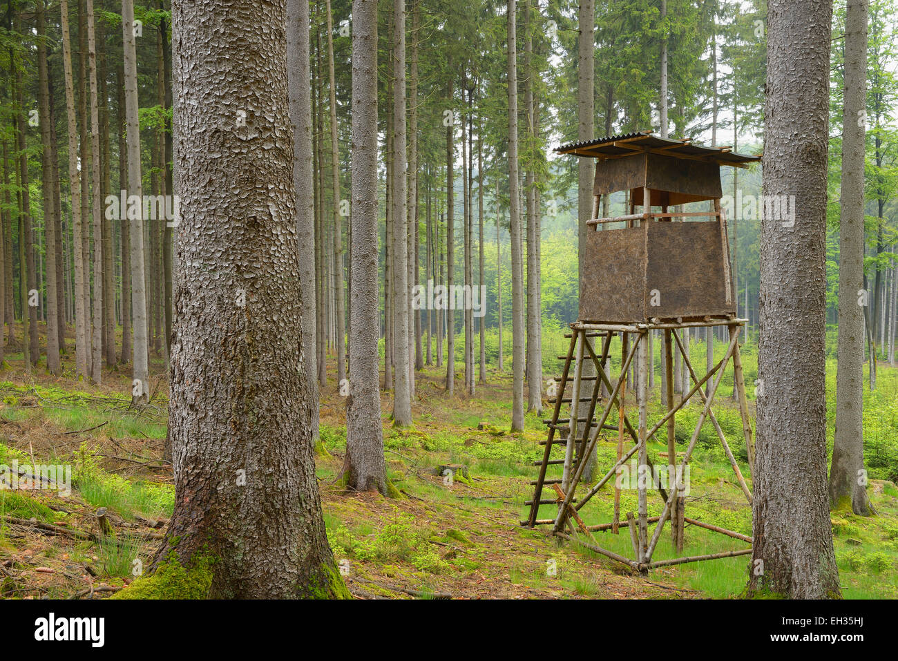 Jagen Blind in Fichtenwald, Spessart, Bayern, Deutschland, Europa Stockfoto