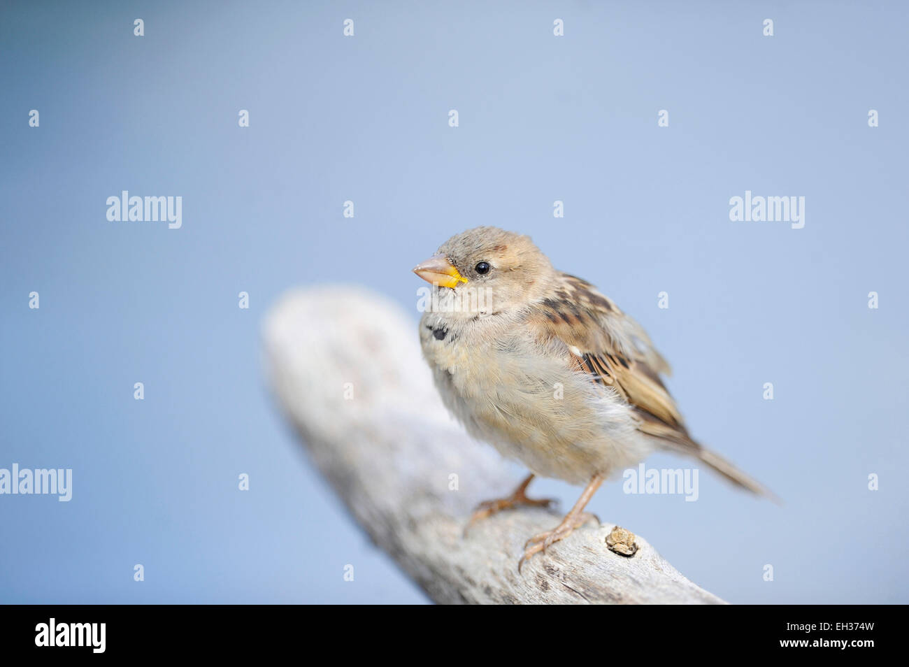 Nahaufnahme der Haussperling (Passer Domesticus) im Sommer, Bayern, Deutschland Stockfoto