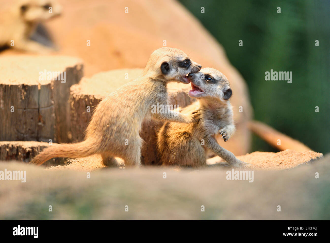 Nahaufnahme der Erdmännchen oder Suricate (Suricata Suricatta) Jugendliche im Sommer, Bayern, Deutschland Stockfoto