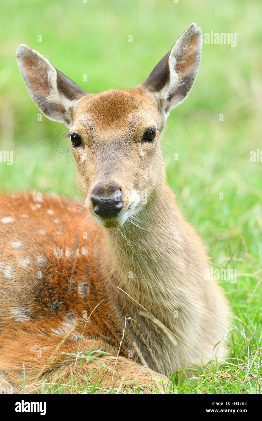 Porträt von einem Sika-Hirsch (Cervus Nippon) liegen auf einer Wiese im Sommer, Bayern, Deutschland Stockfoto