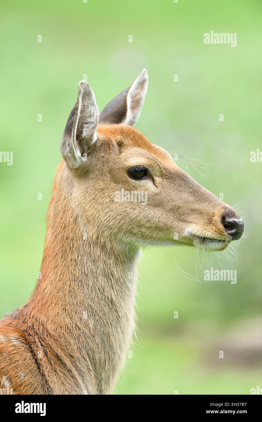 Porträt von einem Sika-Hirsch (Cervus Nippon) liegen auf einer Wiese im Sommer, Bayern, Deutschland Stockfoto