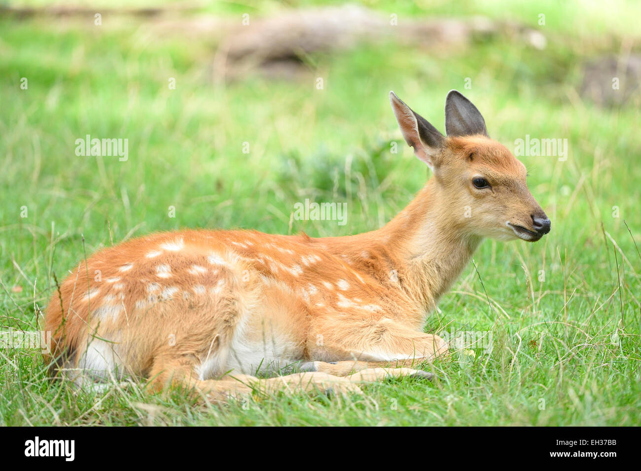 Nahaufnahme von einem Sika-Hirsch (Cervus Nippon) liegen auf einer Wiese im Sommer, Bayern, Deutschland Stockfoto