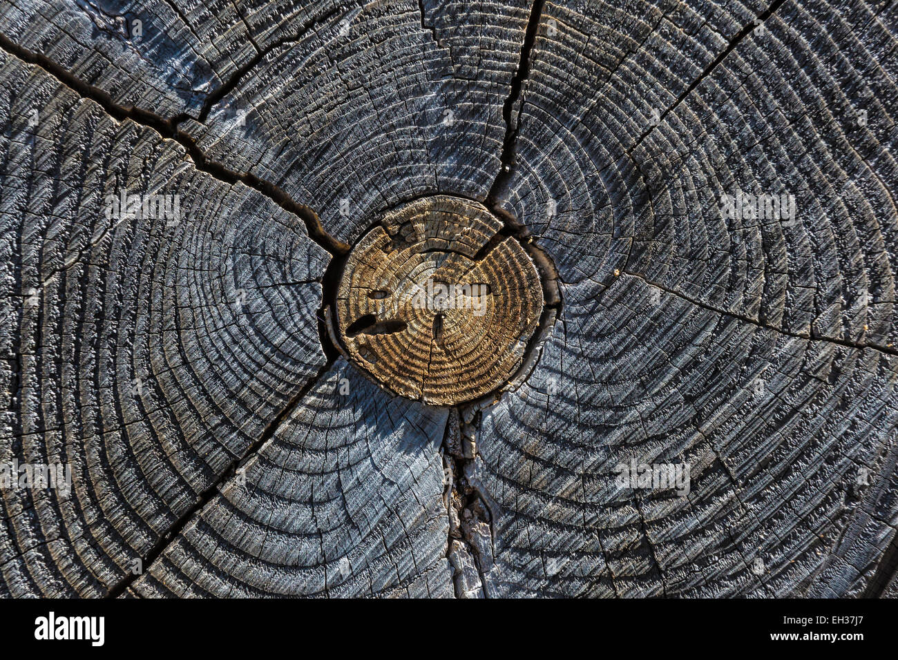 Querschnitt zeigt Jahresringe im alten Nadelbaum-Baum in Manzanita Seengebiet Lassen Volcanic National Park, Kalifornien, USA Stockfoto
