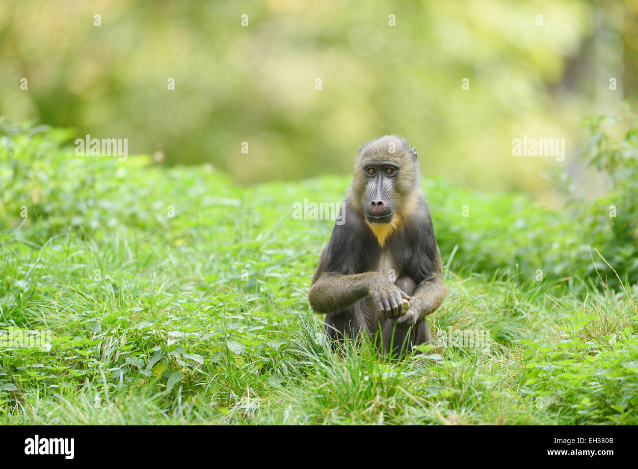 Close-up Portrait ein Mandrill (Mandrillus Sphinx) auf einer Wiese im Sommer, Zoo Augsburg, Schwaben, Bayern, Deutschland Stockfoto