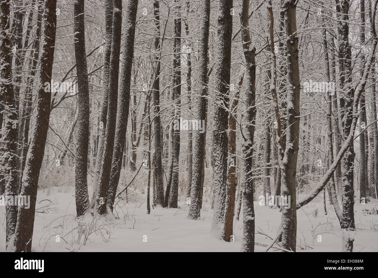 Wald im Schnee, Edison, New Jersey, USA Stockfoto