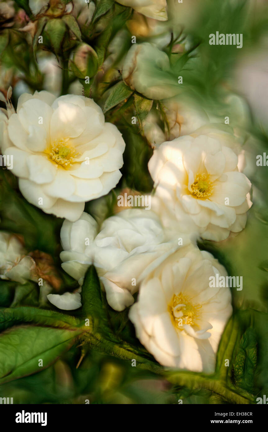 Weiße Mischung Hybrid Musk Rose Bouquet Parfait. Ein Blütenstand