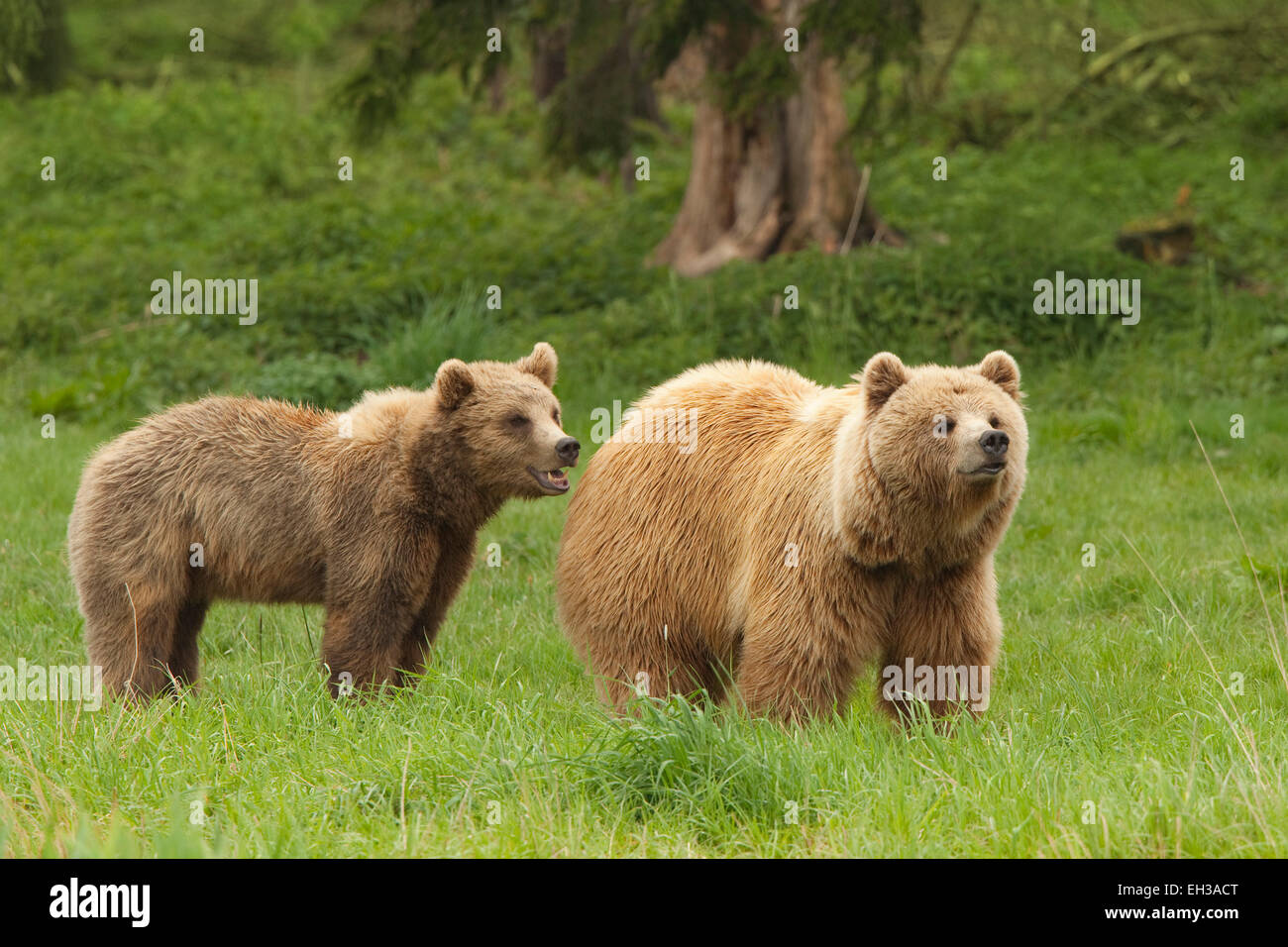 Europäische Braunbären (Ursus Arctos Arctos), Nationalpark Bayerischer Wald, Deutschland Stockfoto
