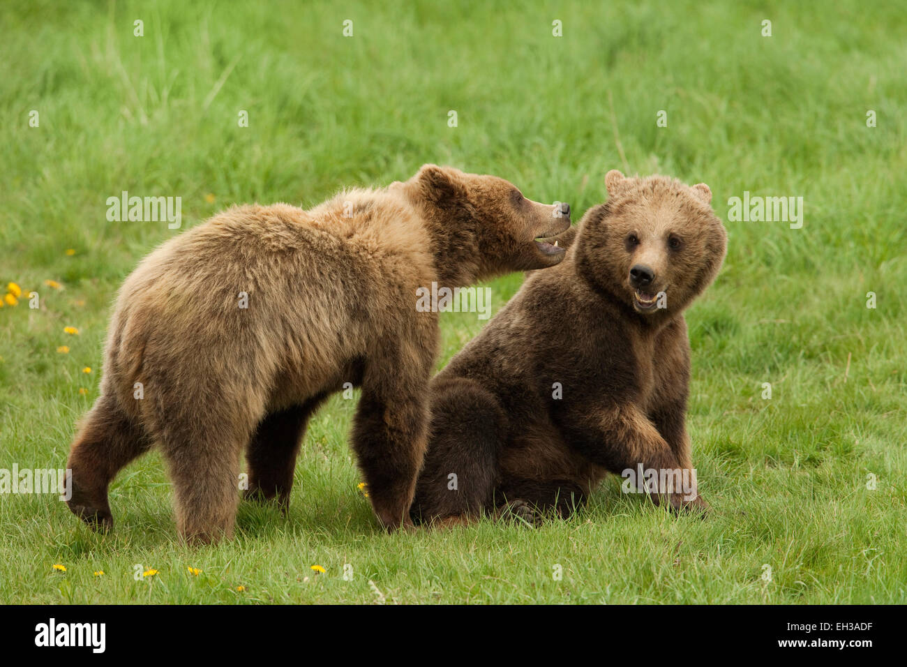 Europäische Braunbären (Ursus Arctos Arctos) spielen, Deutschland Stockfoto