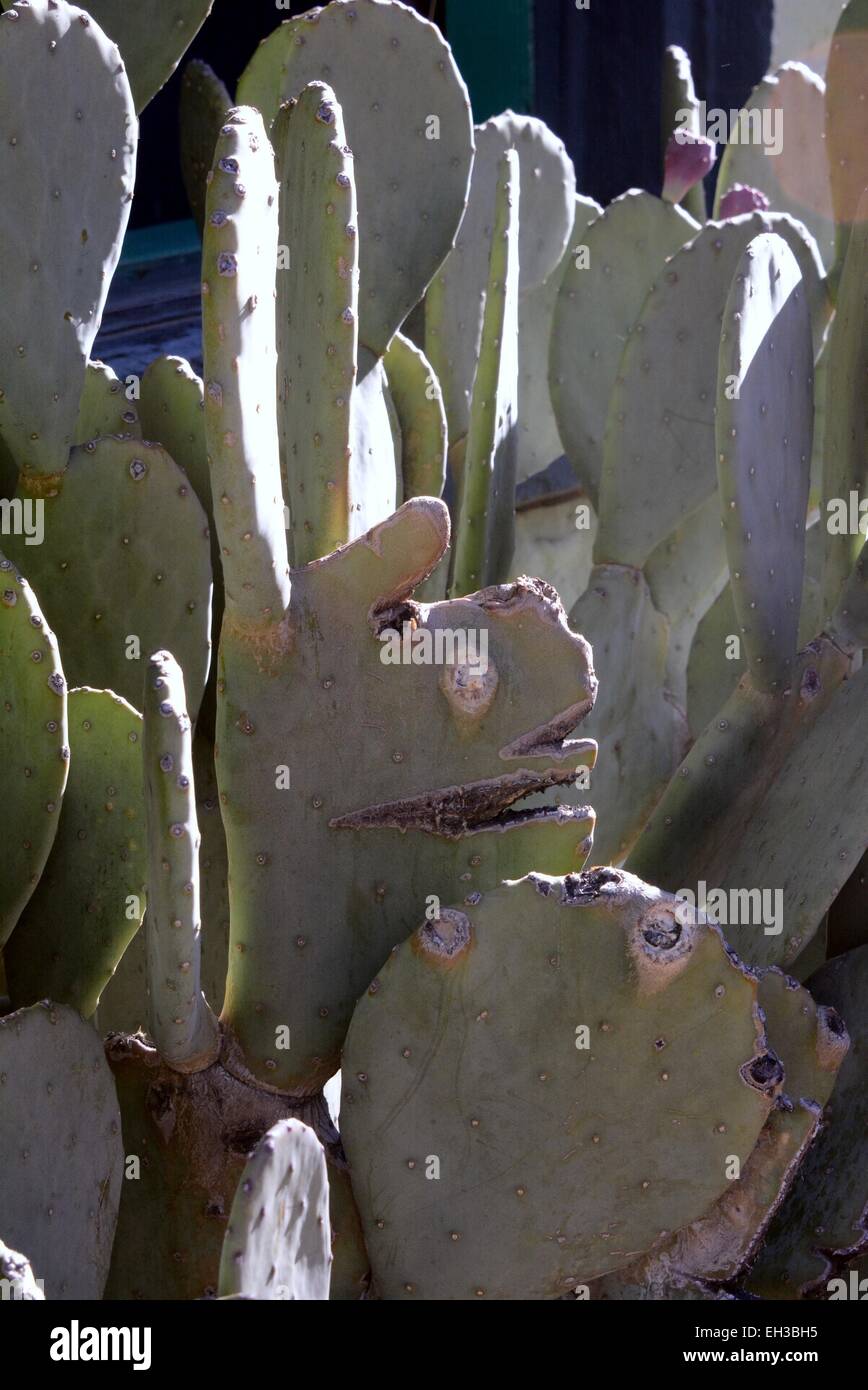 Prickly Pear Cactus, das aussieht wie ein Kaninchen, Bisbee Arizona - USA Stockfoto