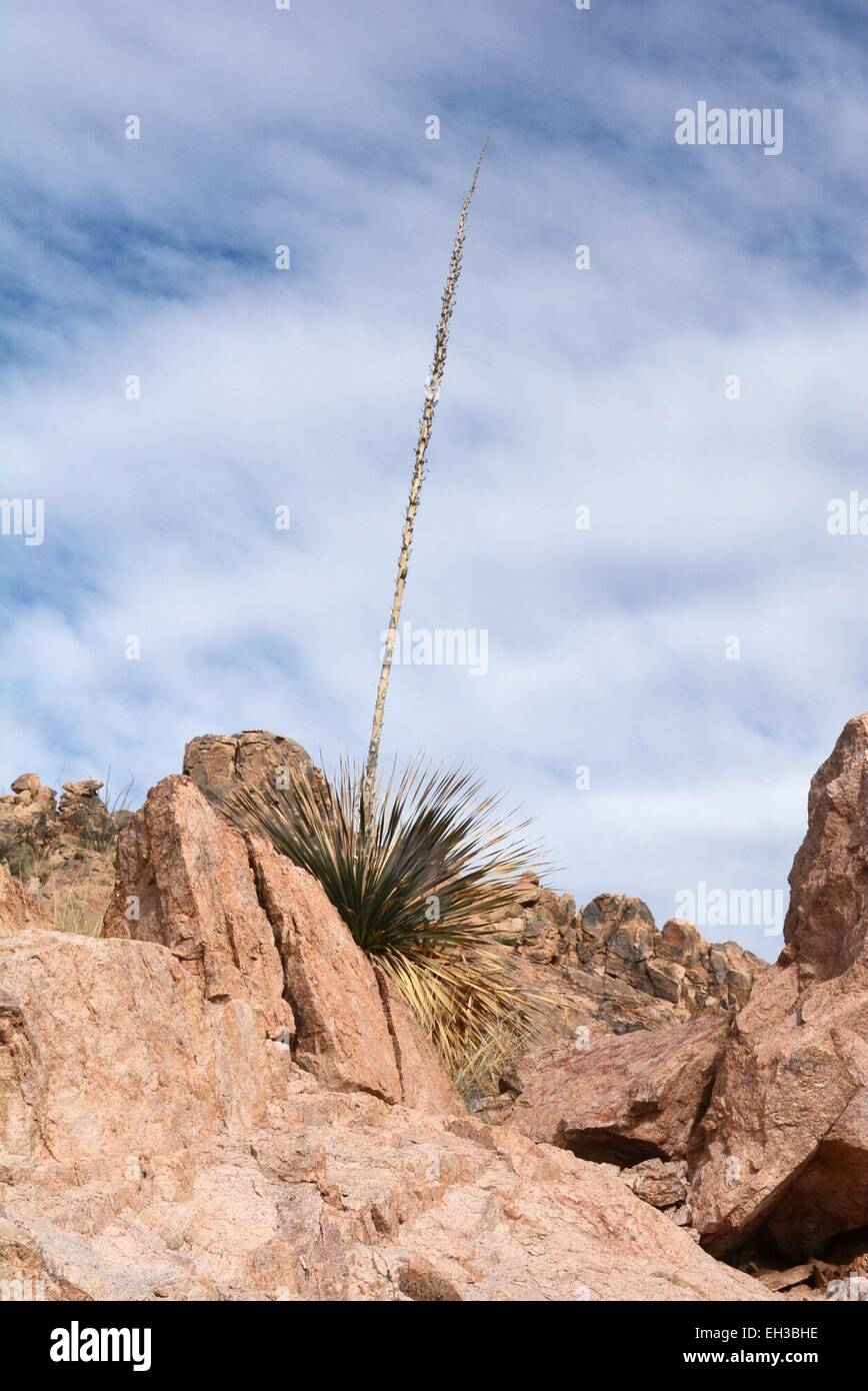 Soaptree Yucca Südwesten der USA Stockfoto