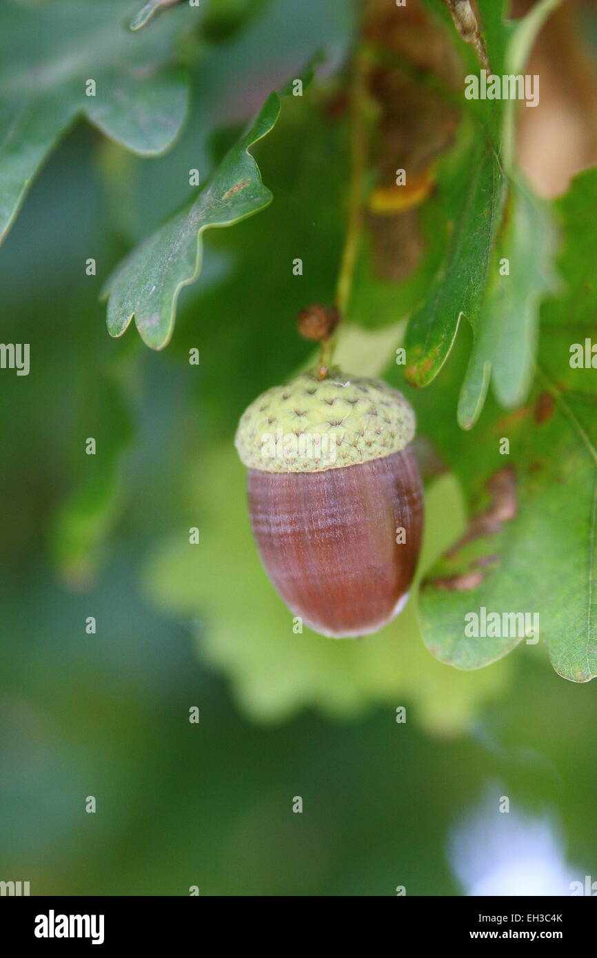 Nahaufnahme eines einzigen Eicheln - englische Eiche Quercus Robur auf dem Baum mit Blättern im Hintergrund Stockfoto