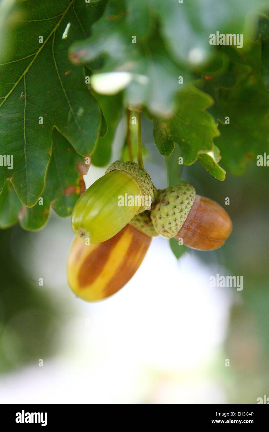 Eicheln - englische Eiche Quercus Robur auf dem Baum mit Blättern im Hintergrund Stockfoto