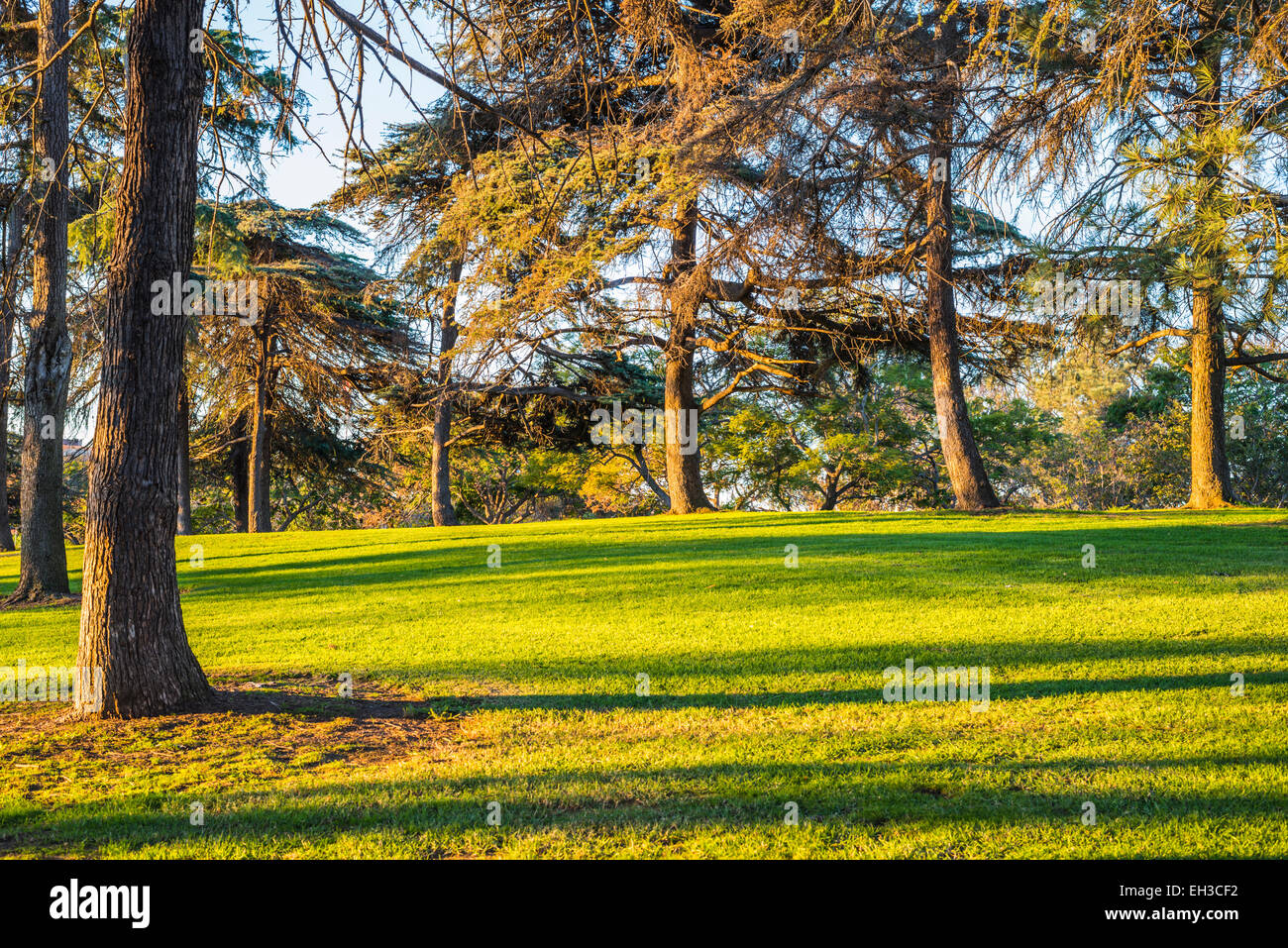 Pine tress und Gras im Balboa Park. San Diego, Kalifornien, USA. Stockfoto
