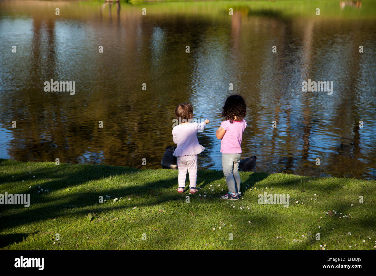 Zwei drei-jährigen Fütterung der Gänse an einem Teich, Novato, Kalifornien, USA Stockfoto