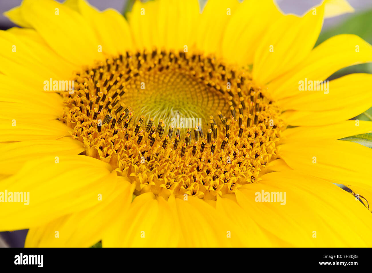 Sonnenblume Nahaufnahme auf natürlichen Hintergrund Stockfoto