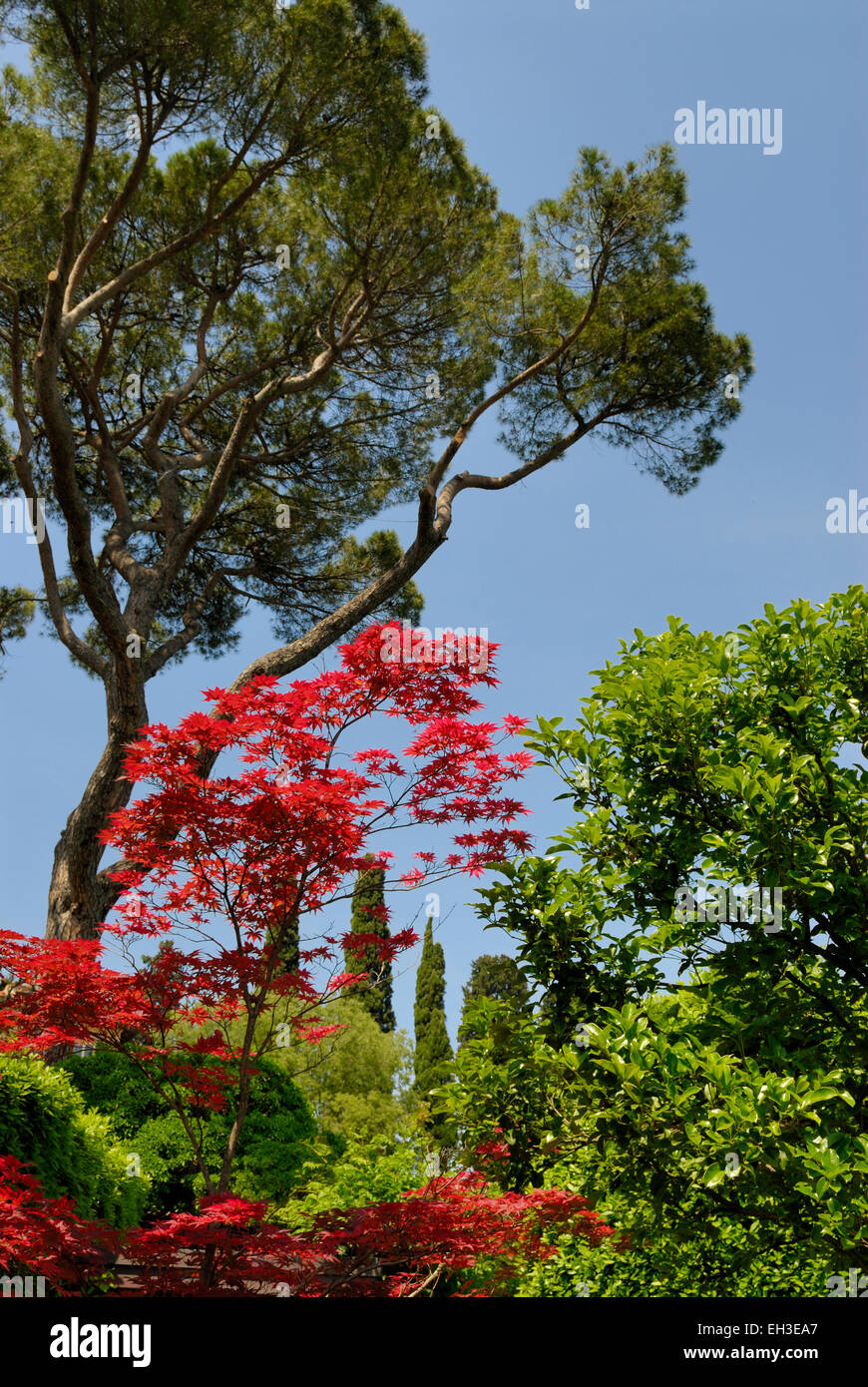 Italienischer Garten mit einem japanischen Ahorn-Baum mit roten Blättern, Florenz, Toskana, Italien Stockfoto