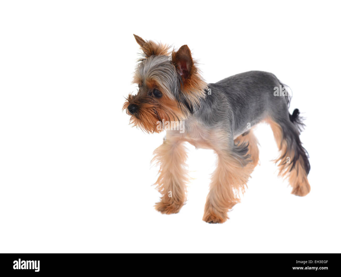 Porträt Welpe Yorkshireterrier Stockfoto