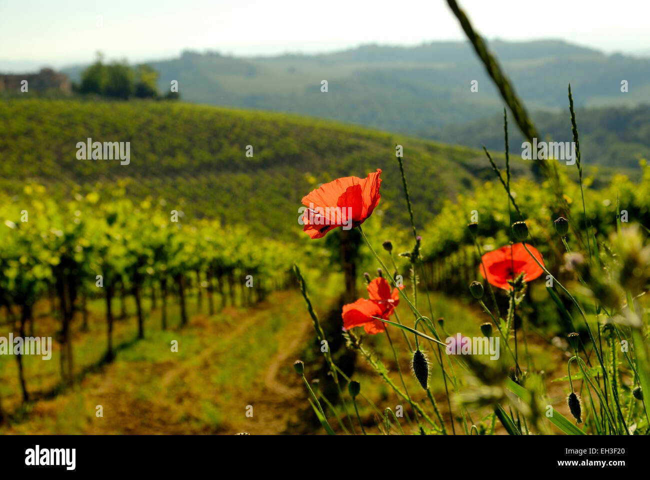 Weinberge und Mohn bei Dämmerung, Toskana, Italien Stockfoto