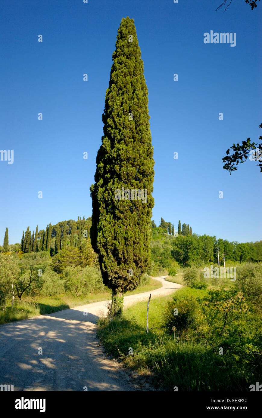 Einsame Zypresse neben kurvenreiche Landstraße in der Nähe von San Gimignano, Toskana, Italien Stockfoto
