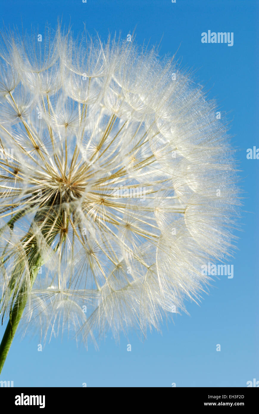 Löwenzahn Samen Kopf gegen blauen Himmel Stockfoto