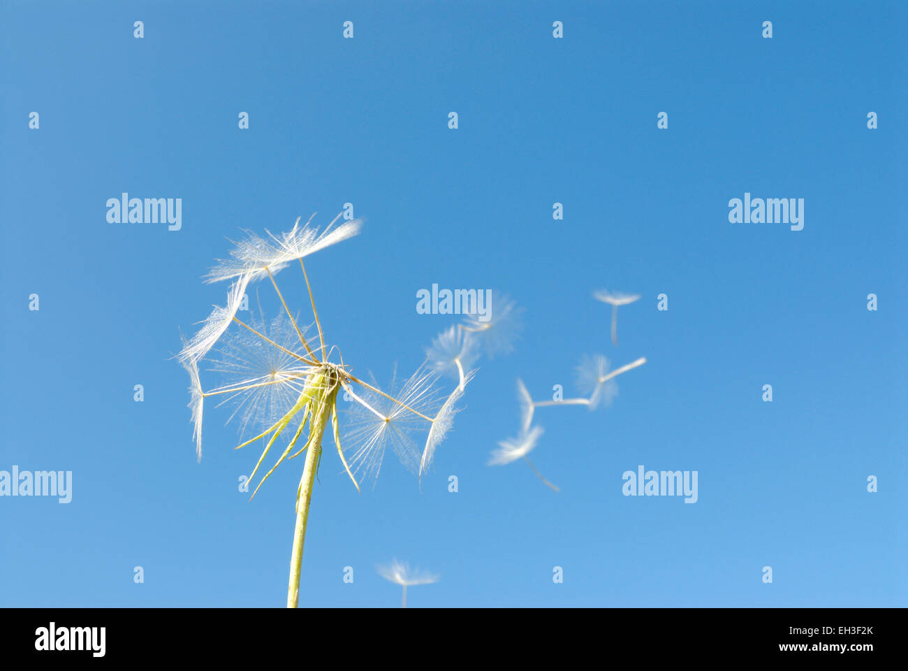 Löwenzahn Samen Kopf und Samen im Wind gegen blauen Himmel Stockfoto