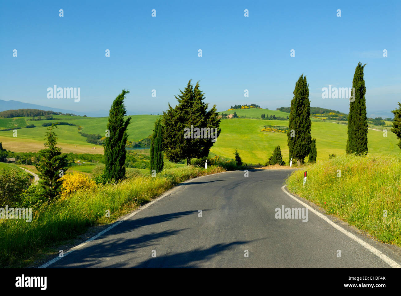 Zypressen entlang Landstraße Monticchiello (UNESCO Weltkulturerbe), Val d ' Orcia, Toskana, Italien Stockfoto