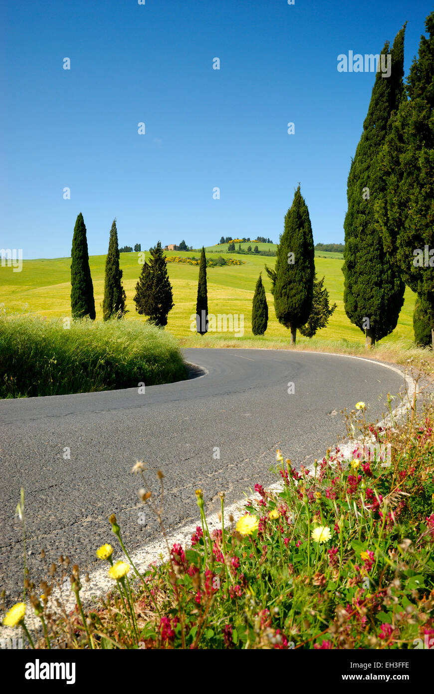 Zypressen und Blumen blühen entlang biegen Straße im Frühjahr, Monticchiello (UNESCO Weltkulturerbe), Val d ' Orcia, Italien Stockfoto