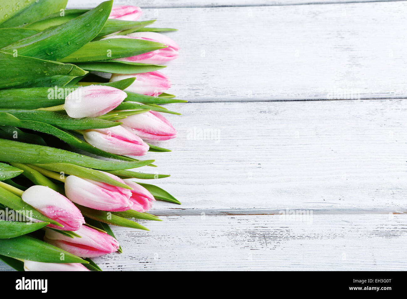Frühlings-Hintergrund mit Tulpen, Blumen Stockfoto
