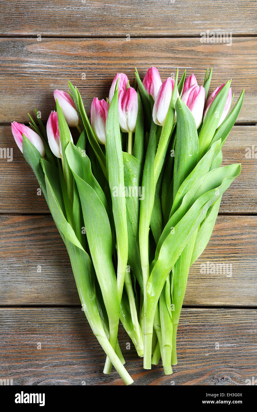 Reihe von Frühlingsblumen, Tulpen Stockfoto