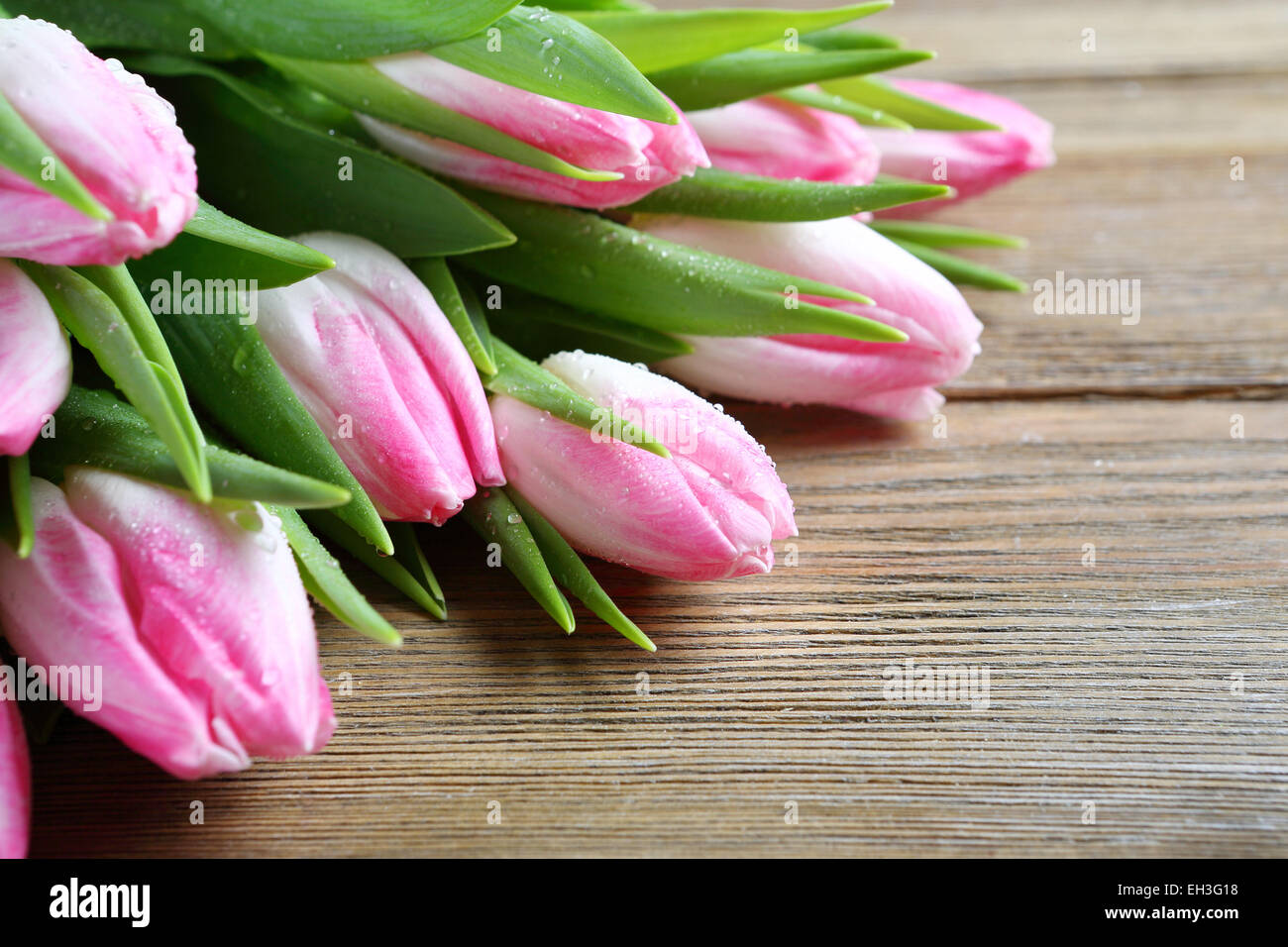 neue Pin Tulpen, Frühlingsblumen Stockfoto